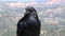 Portrait of a Raven at Bryce Canyon National Park