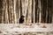 Portrait Raven, winter background, Black bird