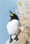 Portrait of a Razorbill calling, Bempton Cliffs