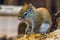 Portrait of a red american squirrel in closeup, cute tropical rodent specie from America