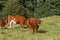 Portrait of red angus calf with slimy nose and yellow markings on ears. Bull looking at the camera. Farming concept.