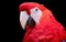 Portrait of red Ara macao, Scarlet Macaw, large colorful parrot, isolated on black background.