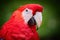 Portrait of red Ara macao, Scarlet Macaw, large colorful parrot, isolated on dark green blurred background.