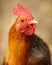 Portrait of a Red Bantam Serama Rooster