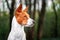 Portrait of a red basenji standing in a summer forest. Basenji Kongo Terrier Dog