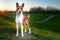Portrait of a red basenji standing at sunset in a green field for a walk in the summer. Basenji Kongo Terrier Dog