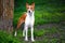 Portrait of a red basenji standing between the trees in a summer forest on the Sunset. Basenji Kongo Terrier Dog