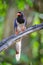 Portrait of Red-billed blue magpie