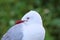 Portrait of Red-billed gull, Kaikoura peninsula, South Island, New Zealand
