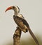 Portrait of a red-billed Hornbill