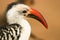 Portrait of Red-billed Hornbill, Samburu, Kenya