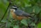 Portrait of a Red-breasted Nuthatch