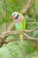 The portrait of Red-breasted parakeet