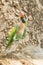 Portrait of Red-breasted parakeet