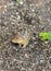 Portrait of a red/brown eastern chipmunk in a bed of sunflower seed shells