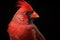 Portrait of a red cardinal bird. Generative AI