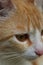Portrait of a red cat, close-up