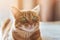 Portrait of a Red Cat with green eyes. A close-up photo of a red striped cat. Pet of the house. The orange kitty is lying on the b