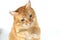 Portrait of a red cat playing with a stalk of wheat on a white background