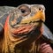 Portrait of a red-chested turtle on a black background