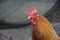 Portrait red cock with red crest on a gray background