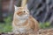 Portrait of red confused cat walking outdoors, funny pet