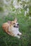 Portrait of red Corgi dog puppy sitting on green the grass under the branch of the cherry blossoms in the may garden