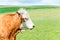 Portrait of red curly cow grazing in green springtime field