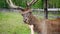 Portrait of a red deer with large antlers behind a netting.