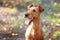 Portrait of a red dog close-up. Irish terrier