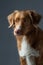 Portrait red dog on a gray background. Nova Scotia Duck Tolling Retriever