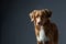 Portrait red dog on a gray background. Nova Scotia Duck Tolling Retriever