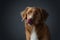 Portrait red dog on a gray background. Nova Scotia Duck Tolling Retriever