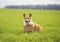 Portrait of red dog puppy Corgi sitting in spring Park on lush green grass with a blank sign label on the neck and smiles with his