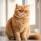 Portrait of a red Exotic Shorthair cat sitting in a light room beside a window. Portrait of a beautiful Exotic Shorthair cat at