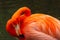 Portrait of a red flamingo outdoors