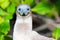 Portrait of Red-footed Booby (Sula sula)