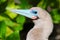 Portrait of Red-footed Booby (Sula sula)