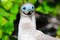 Portrait of Red-footed Booby (Sula sula)