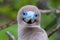 Portrait of Red-footed Booby (Sula sula)