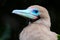 Portrait of Red-footed Booby Sula sula