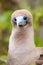 Portrait of Red-footed Booby Sula sula