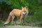 Portrait of a red fox Vulpes vulpes