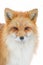 Portrait Red Fox, Vulpes vulpes, beautiful animal on white background