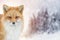 Portrait Red Fox, Vulpes vulpes, beautiful animal on winter background