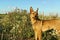 Portrait of a red ginger dog walking on a flower meadow in summer. Walking with pets