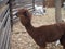 A portrait of a red-haired alpaca with a shaved bang, eyes are visible, looks into the camera, a pretty muzzle of a female