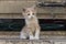 Portrait of a red haired baby cat, living in the wild, sitting by the side of the road, near his mother in the city of Petra Jorda