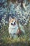 Portrait a red haired Corgi dog puppy sits in a may garden under a flowering white Bush and smiles contentedly with his tongue