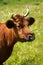 Portrait of a red-haired cow. A cow grazes in a summer meadow. Head and horn of cow, close up